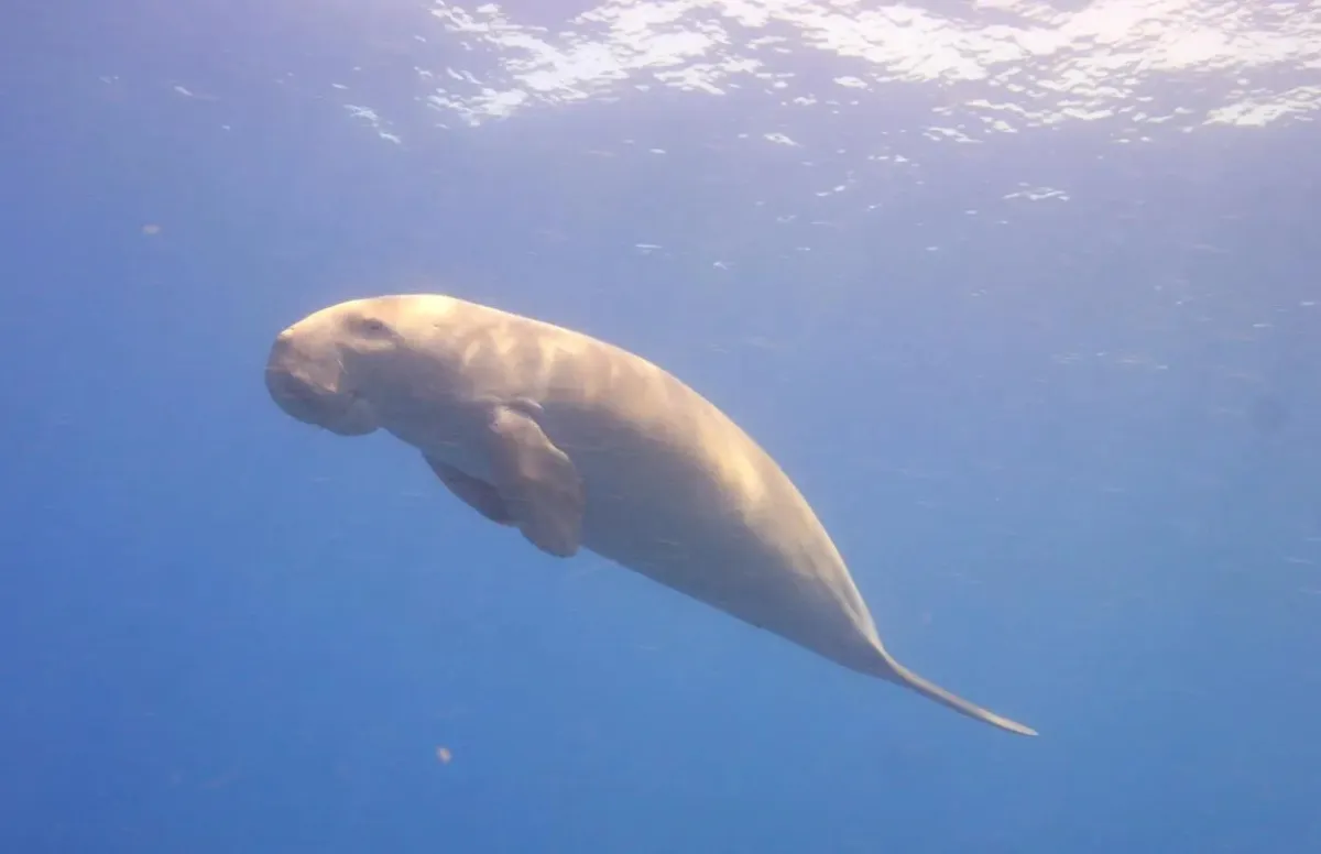 "الأطوم" رمز بيئي تحتضنه المملكة بحماية صارمة خلال أسبوع البيئة 2025 - الصورة من واس