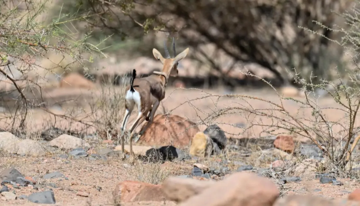 كائنات فطرية
