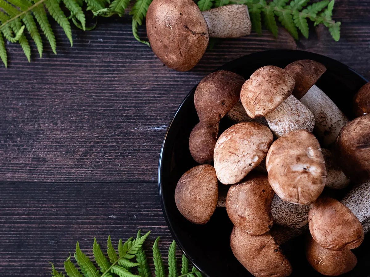 مكملات الفطر سندٌ فعّال للصحة