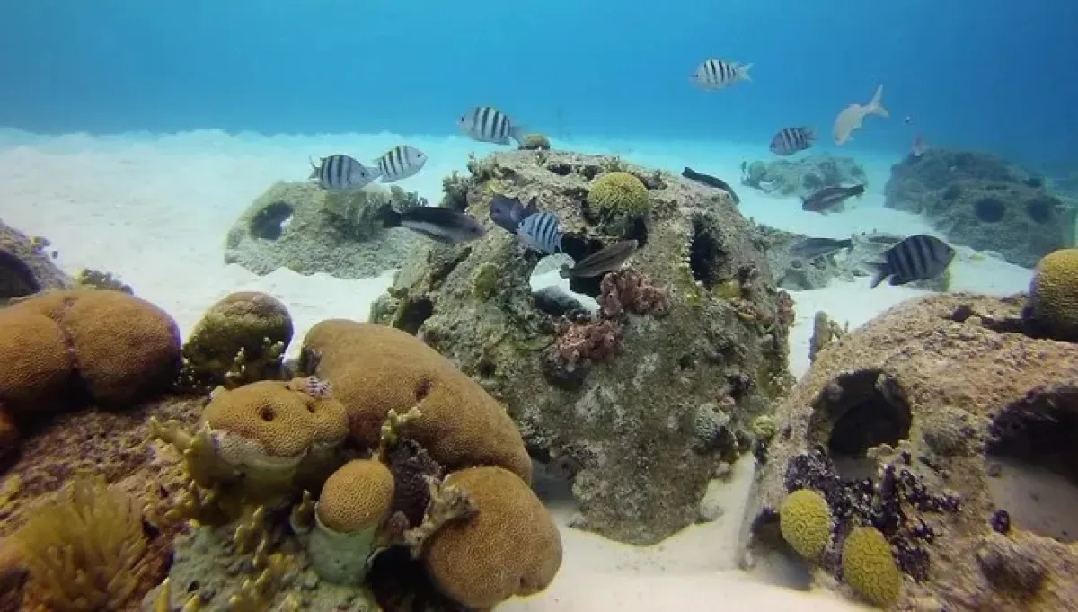 إطلاق مبادرة حدائق أبوظبي المرجانية . الصورة من مكتب أبوظبي الإعلامي