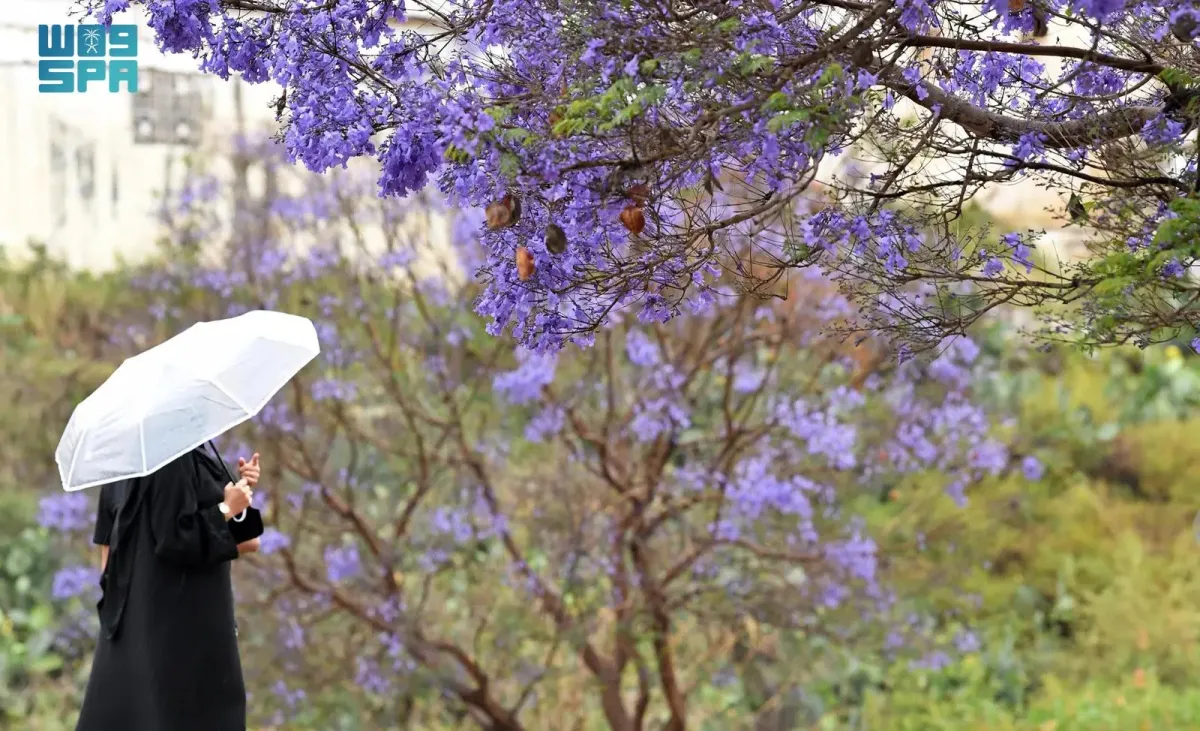 مشاهدة أشجار الجاكرندا في أبها تجربة لا تُنسى (الصورة من واس)