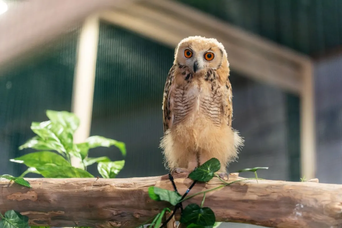 تمثل زيارة كهف الطيور والزواحف بموسم جدة تجربة فريدة تجمع بين سحر وتنوع الحياة البرية في بيئة ترفيهية