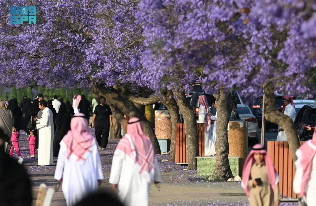 تُعد أشجار الجاكرندا من أبرز معالم الجمال الموسمي في أبها