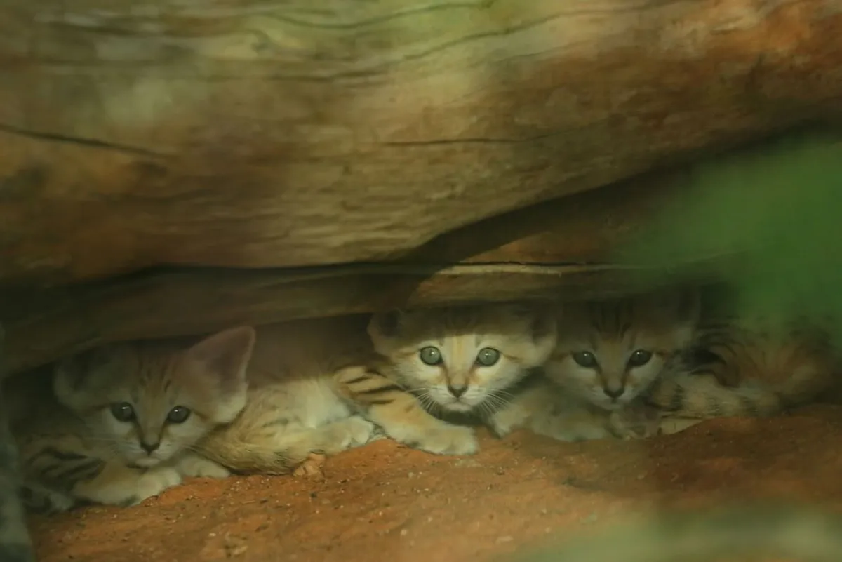 مواليد جدد من قط الرمال العربي . الصورة من wam