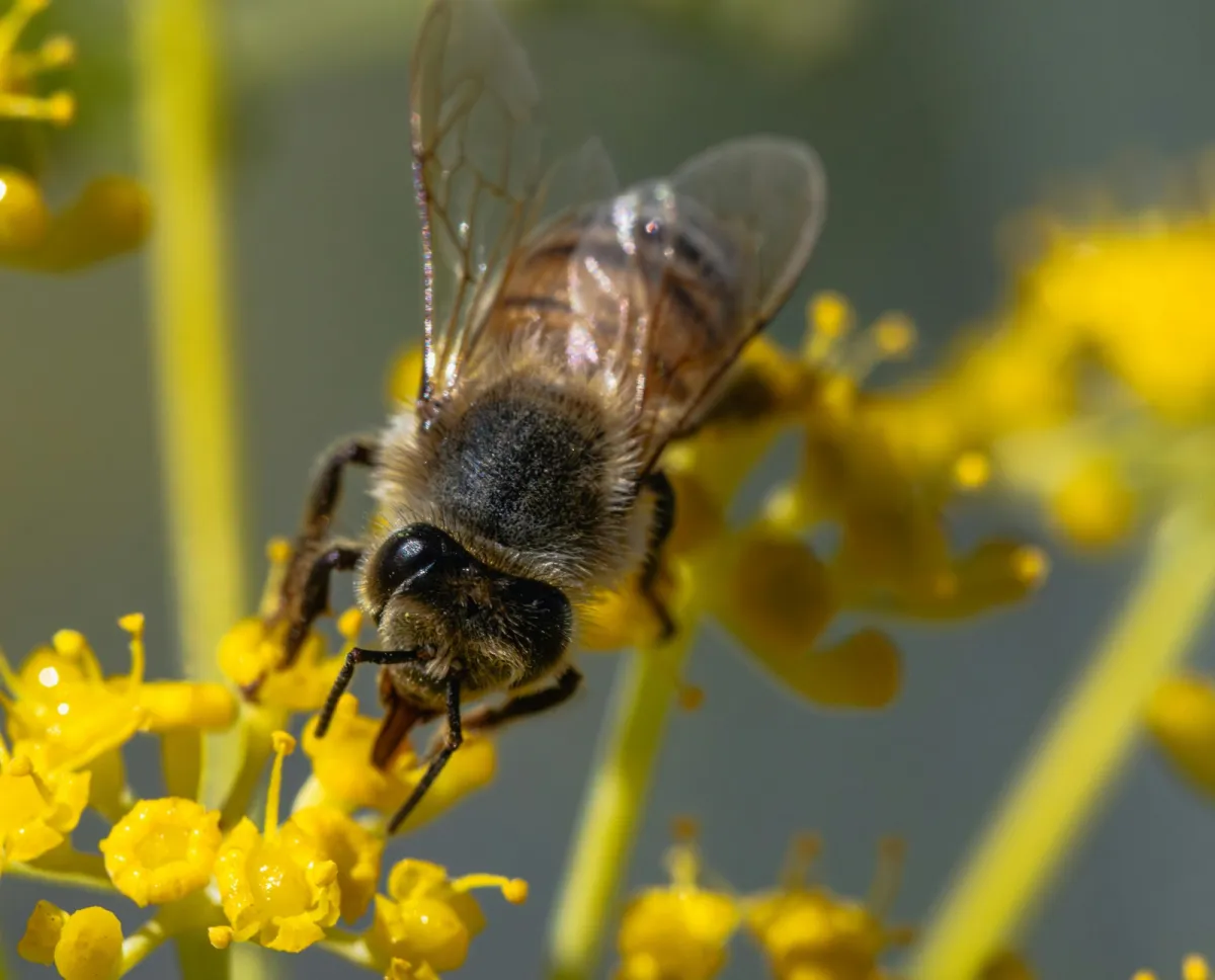 تفسير حلم الحشرات