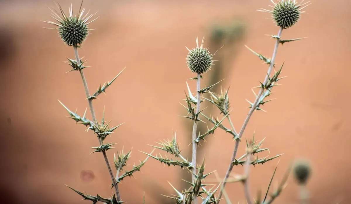 القنفذي الكروي الرأس يزهر في براري السعودية - الصورة من واس