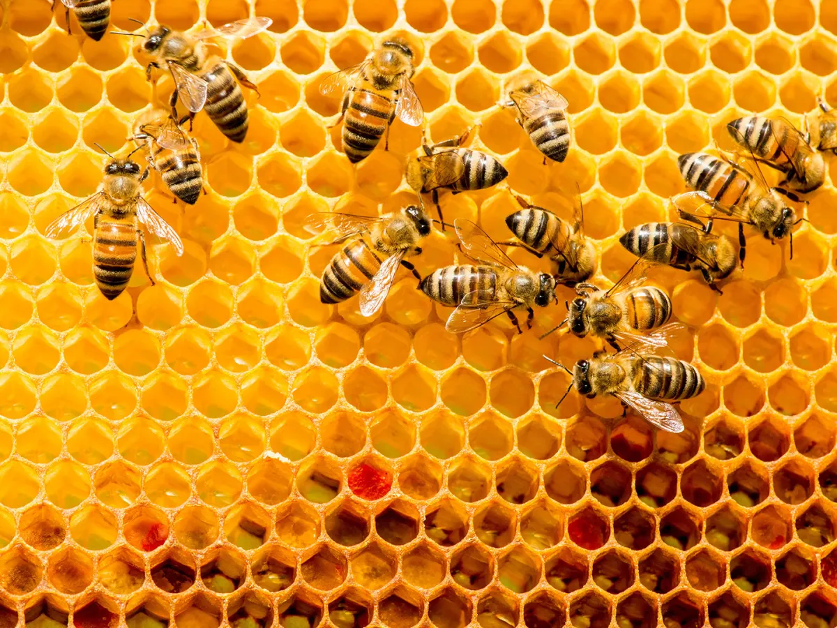 تفسير حلم النحل