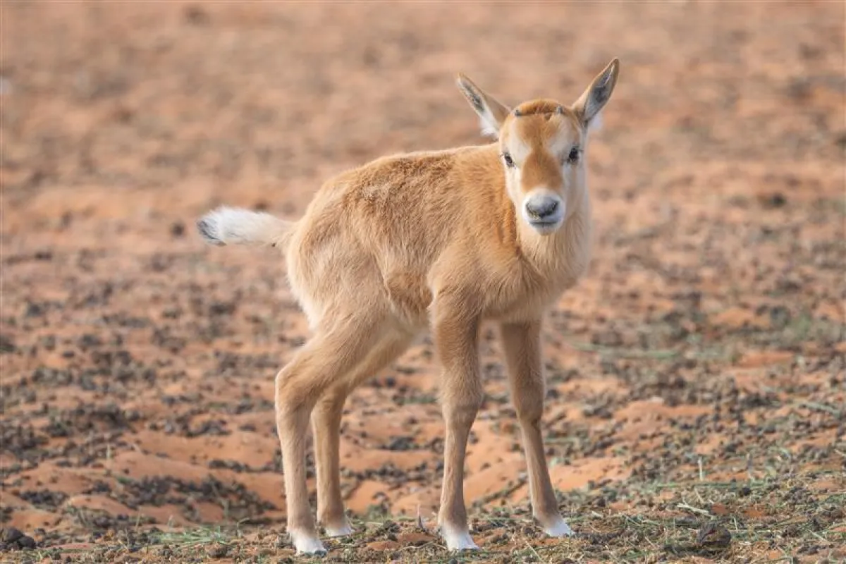 أمل يتجدد..  23 ولادة جديدة للمها العربي وغزال الريم في محمية الملك خالد الملكية - الصورة من موقع هيئة تطويـر محميـة الإمـام عبدالعزيـز بـن محمـد الملكية 