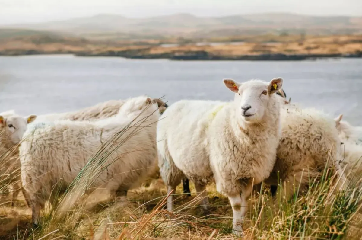 مشروع السعودية للإفادة من الهدي والأضاحي يُعلن جاهزيته التشغيلية لموسم الحج