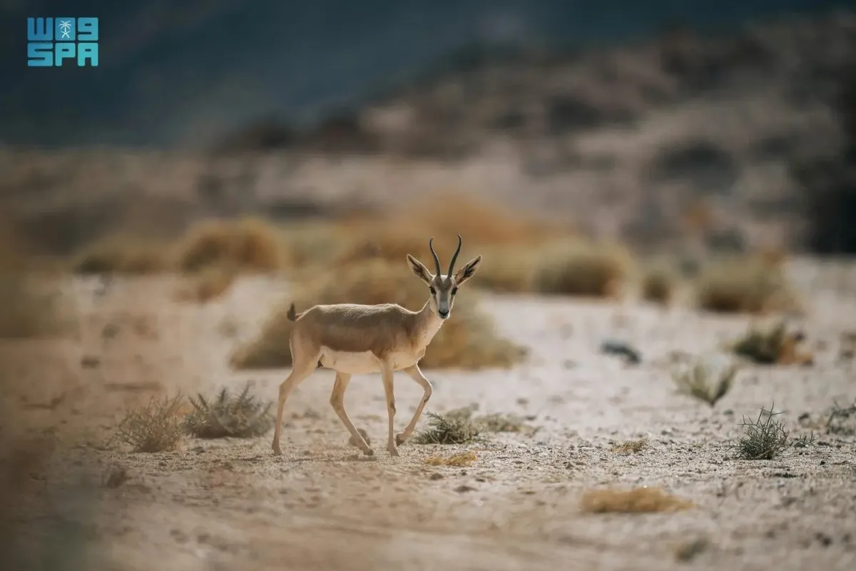 المها العربي 