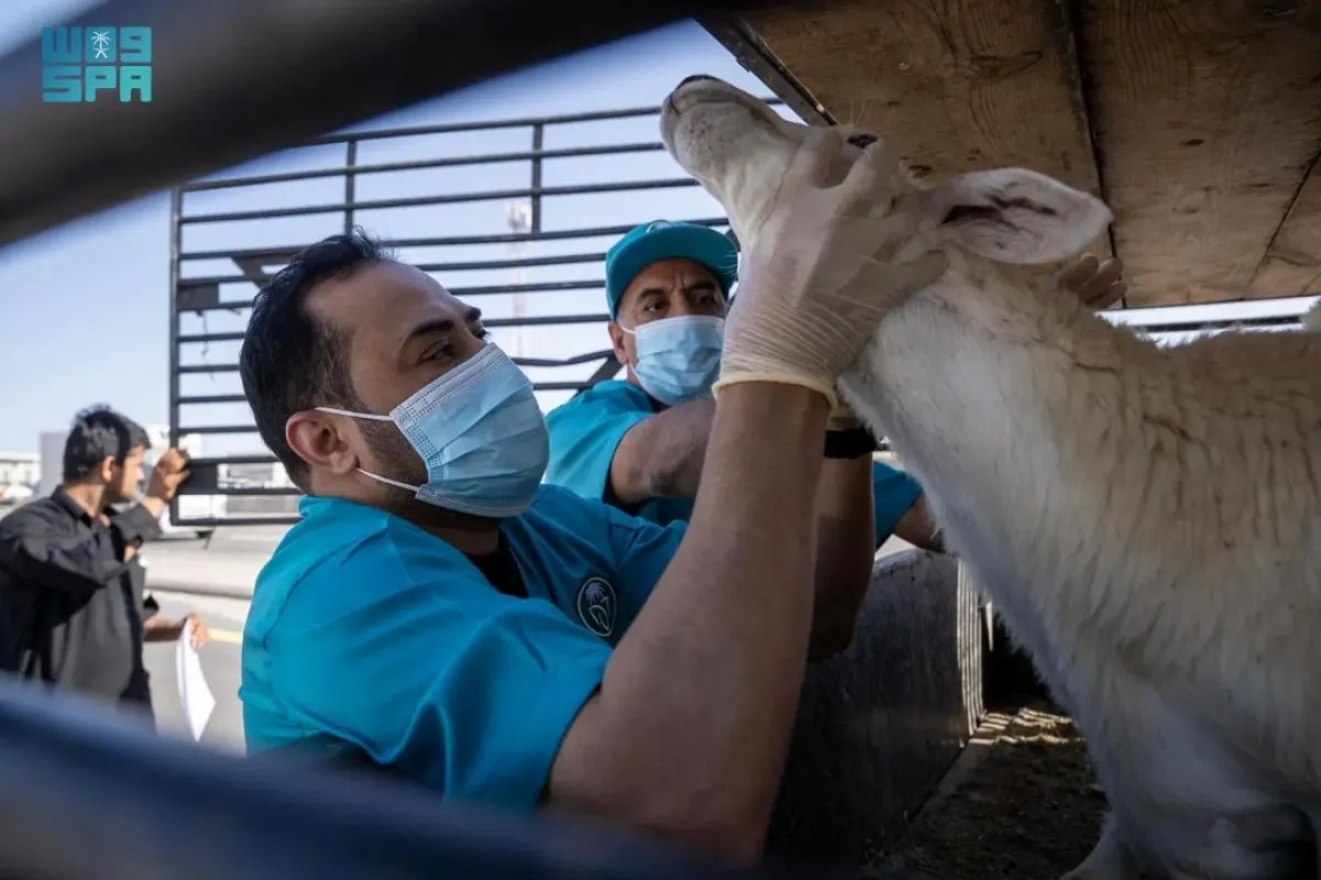 الفرق المتخصصة تواصل أعمالها بشكل يومي في حظائر الموردين وأسواق النفع العام