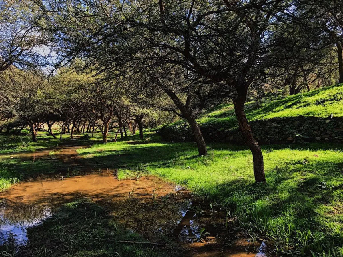 مبادرات سعودية للتشجير وتعزيز الغطاء النباتي