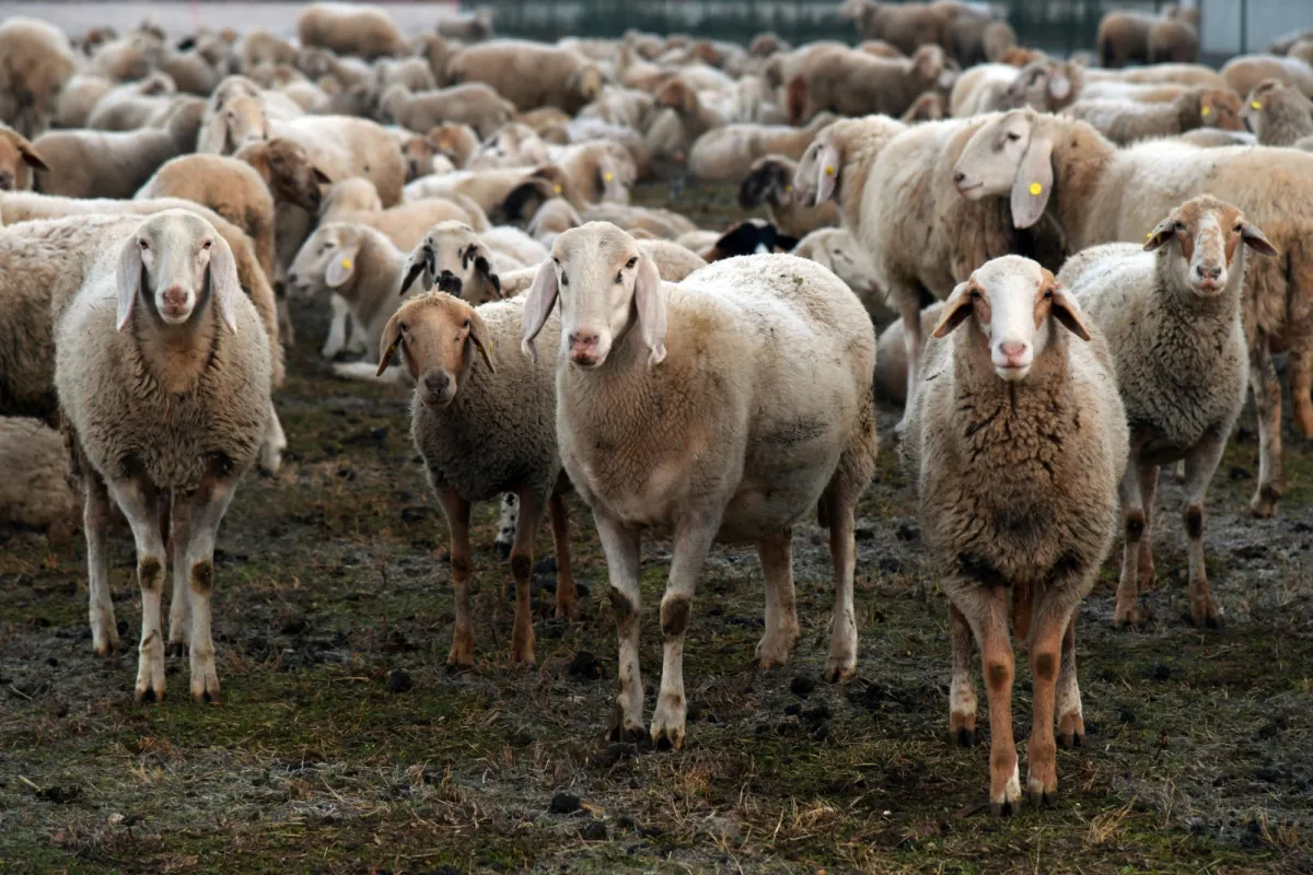 تفسير حلم رؤيا الغنم في المنام