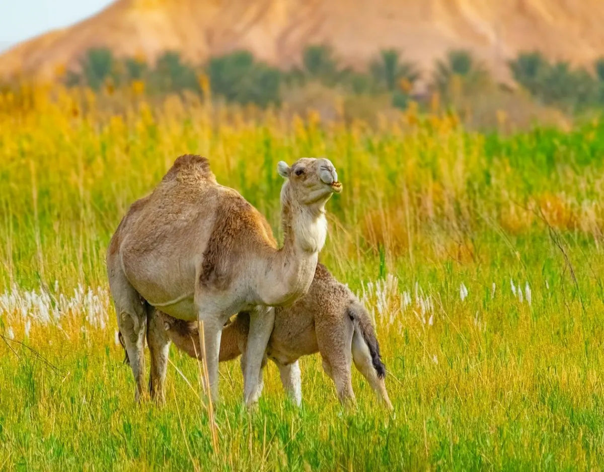 اليوم العالمي للإبل - المصدر: pexels-waleed-kerouila