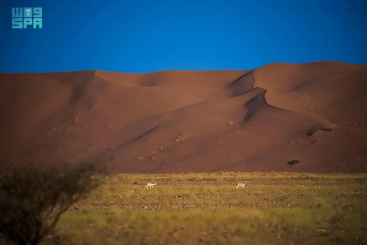 تقع محمية عروق بني معارض على الحافة الغربية لصحراء الربع الخالي