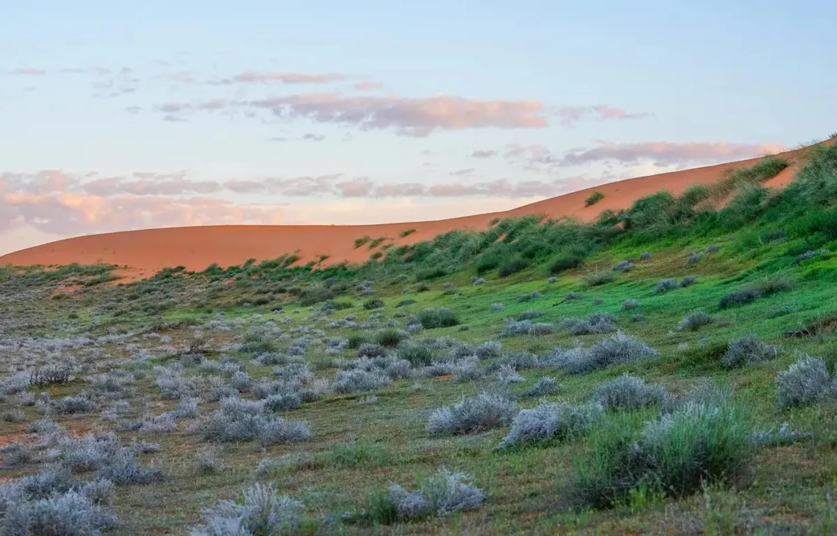 تحديث آلية التنزه في منطقتيّ الصمان والدهناء  شرط الحصول على تصريح زيارة - الصورة من وكالة الأنباء السعودية "واس"
