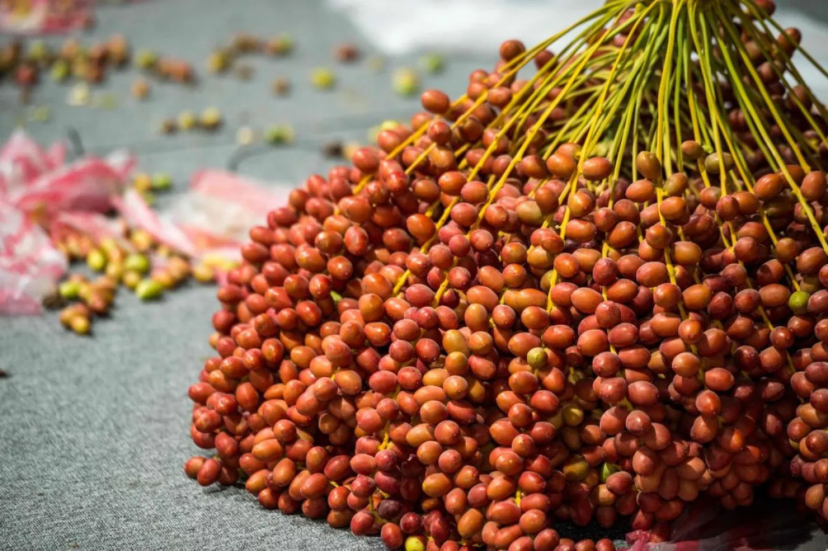 إطلاق كأس تمرة البيت. الصورة من الموقع الرسمي لمركز حمدان بن محمد لإحياء التراث