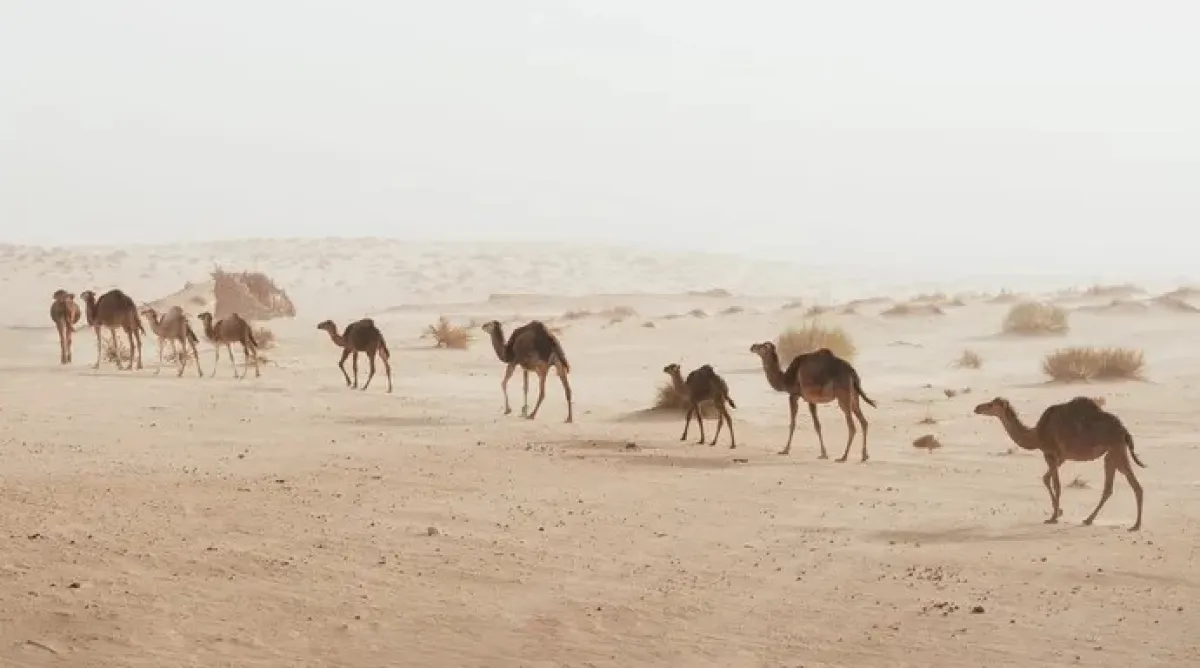  اعتماد دولي لقياس كفاءة تحاليل أمراض الإبل. الصورة من مكتب أبوظبي الإعلامي