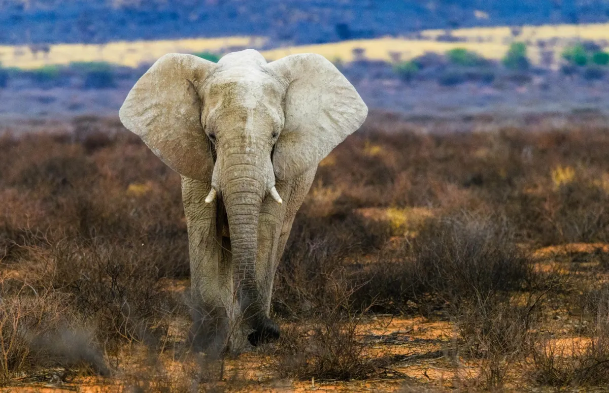 تفسير رؤية الفيل في المنام