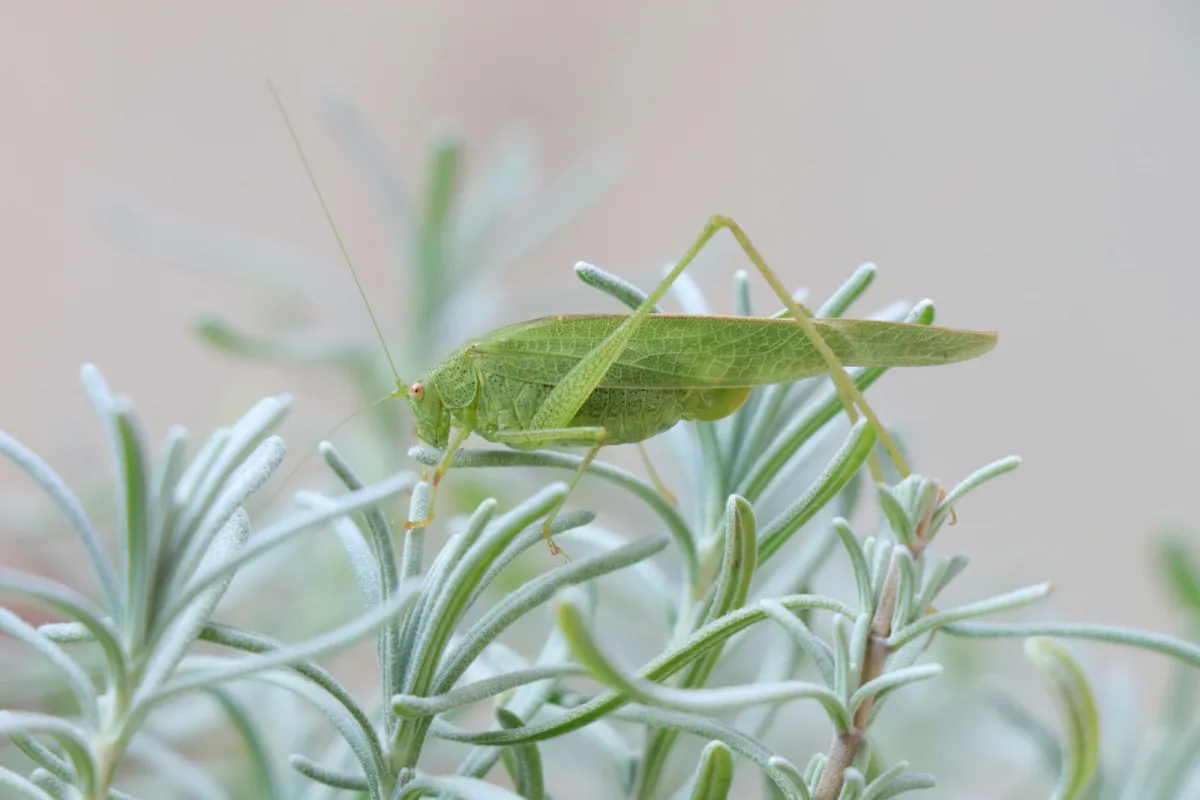 رؤيا الجراد في المنام - الصورة تعبيرية   