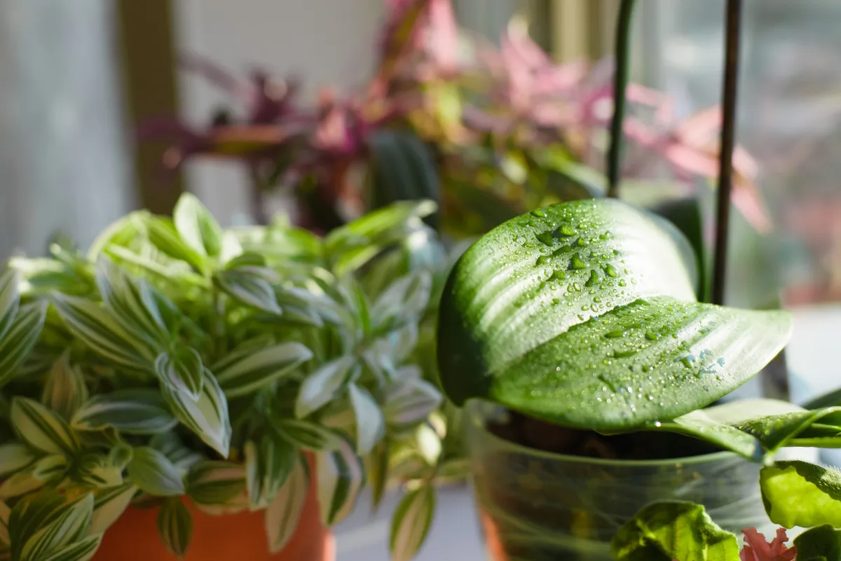 العناية بالنباتات المنزلية