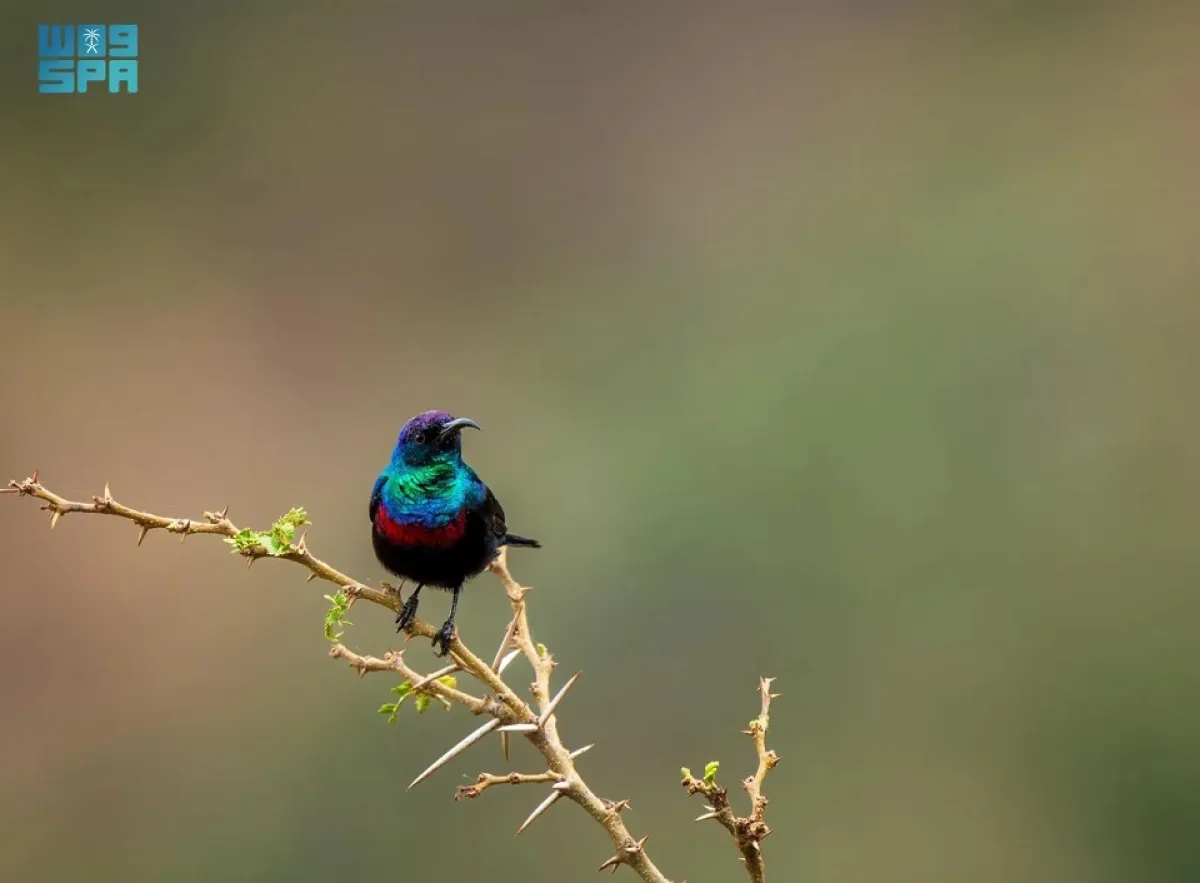 الطيور المهاجرة تستقر بالمملكة العربية السعودية للتكاثر وطلب الغذاء والراحة - الصورة من وكالة الأنباء السعودية "واس"