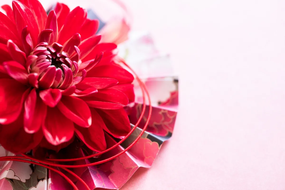 زهرة الأضالية أو الداليا الحمراء