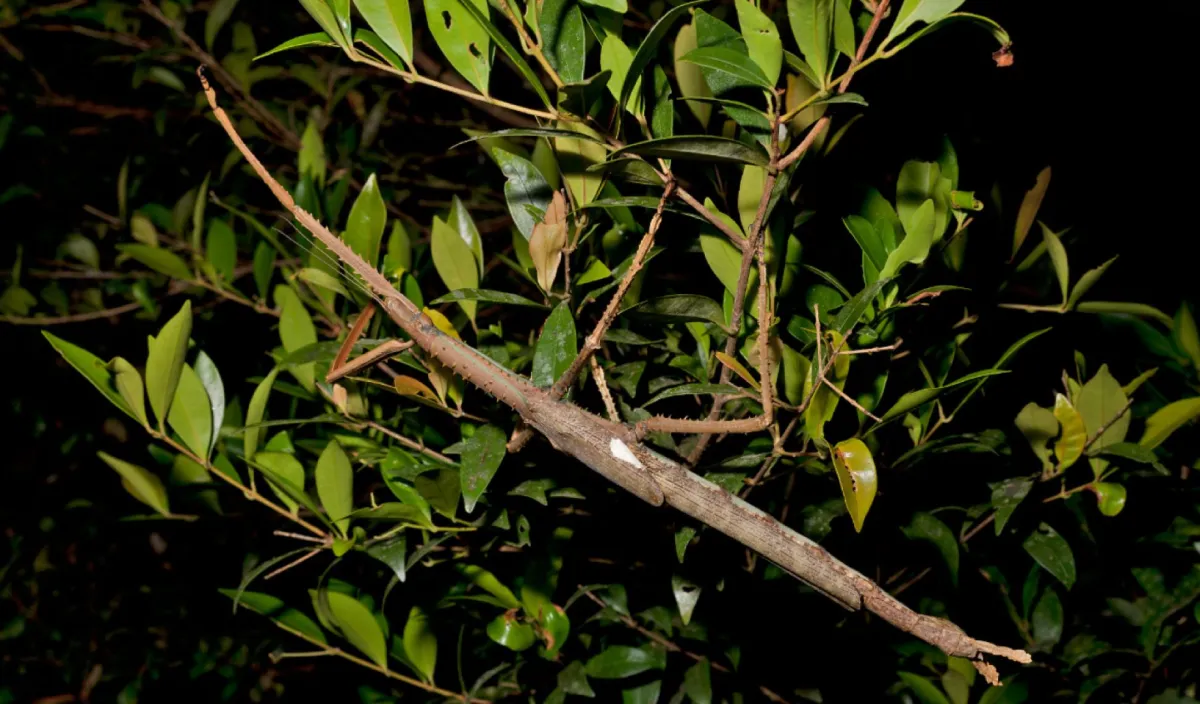 حشرة عصا عملاقة