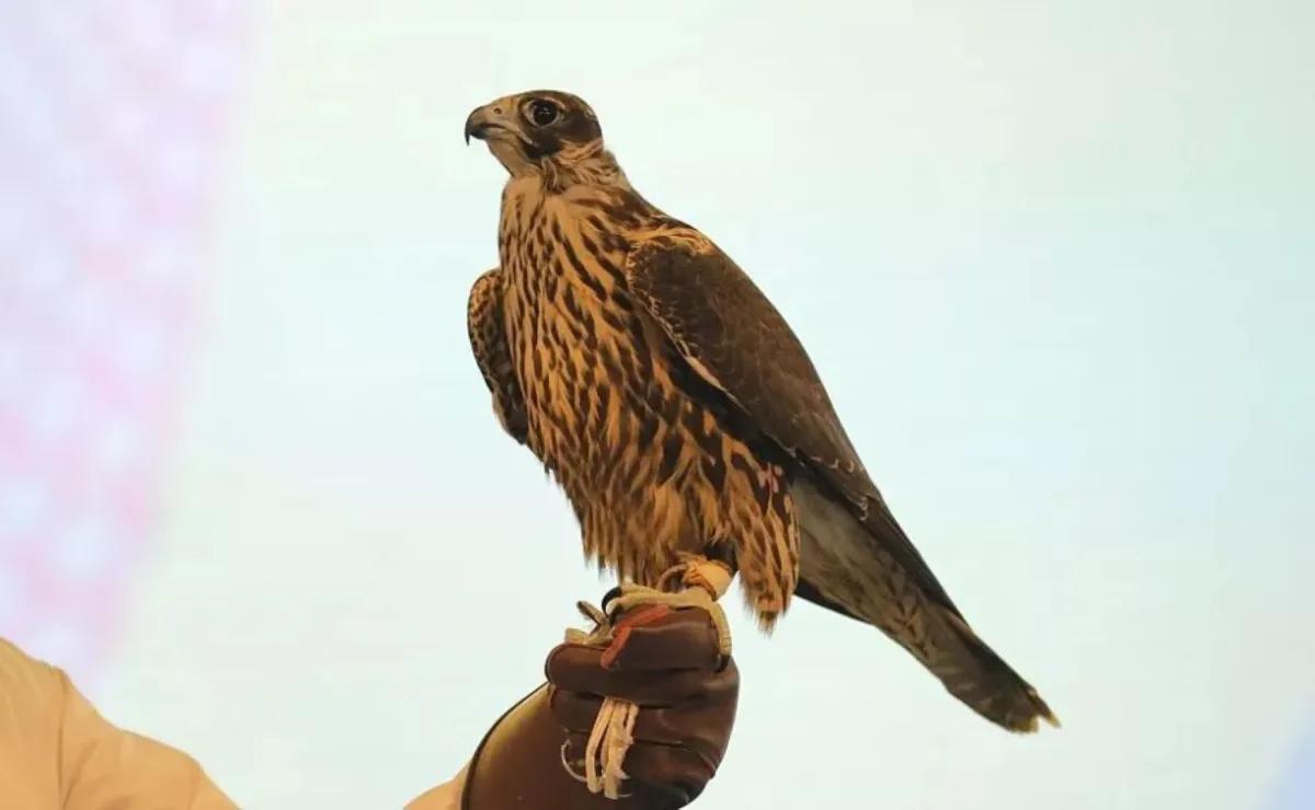 مزاد الصقور