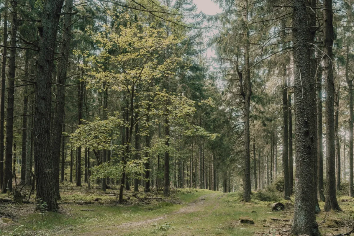 تفسير رؤية الأشجار في المنام للعزباء
