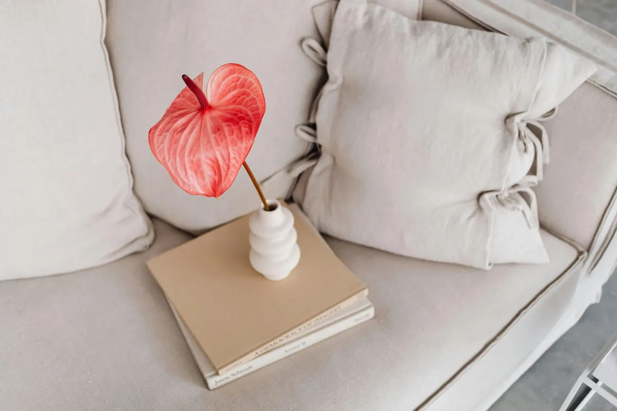 نبات الأنثوريوم