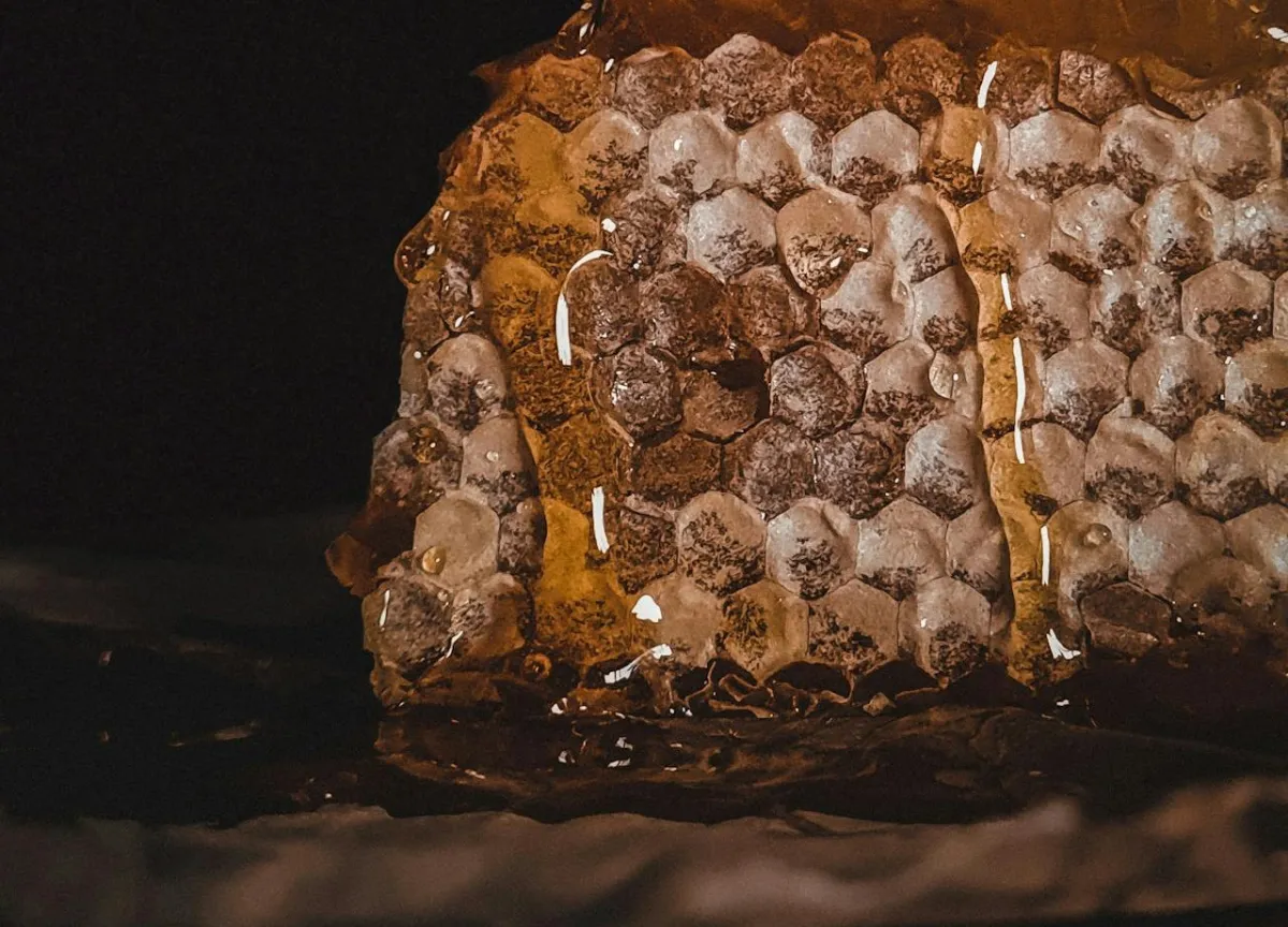 لشمع العسل فوائد صحية عديدة- المصدر: pexels-yuuilina