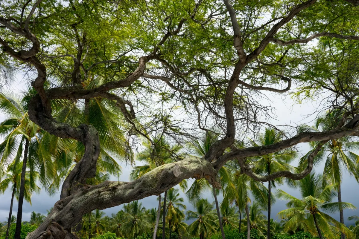 تفسير حلم سقوط شجرة كبيرة