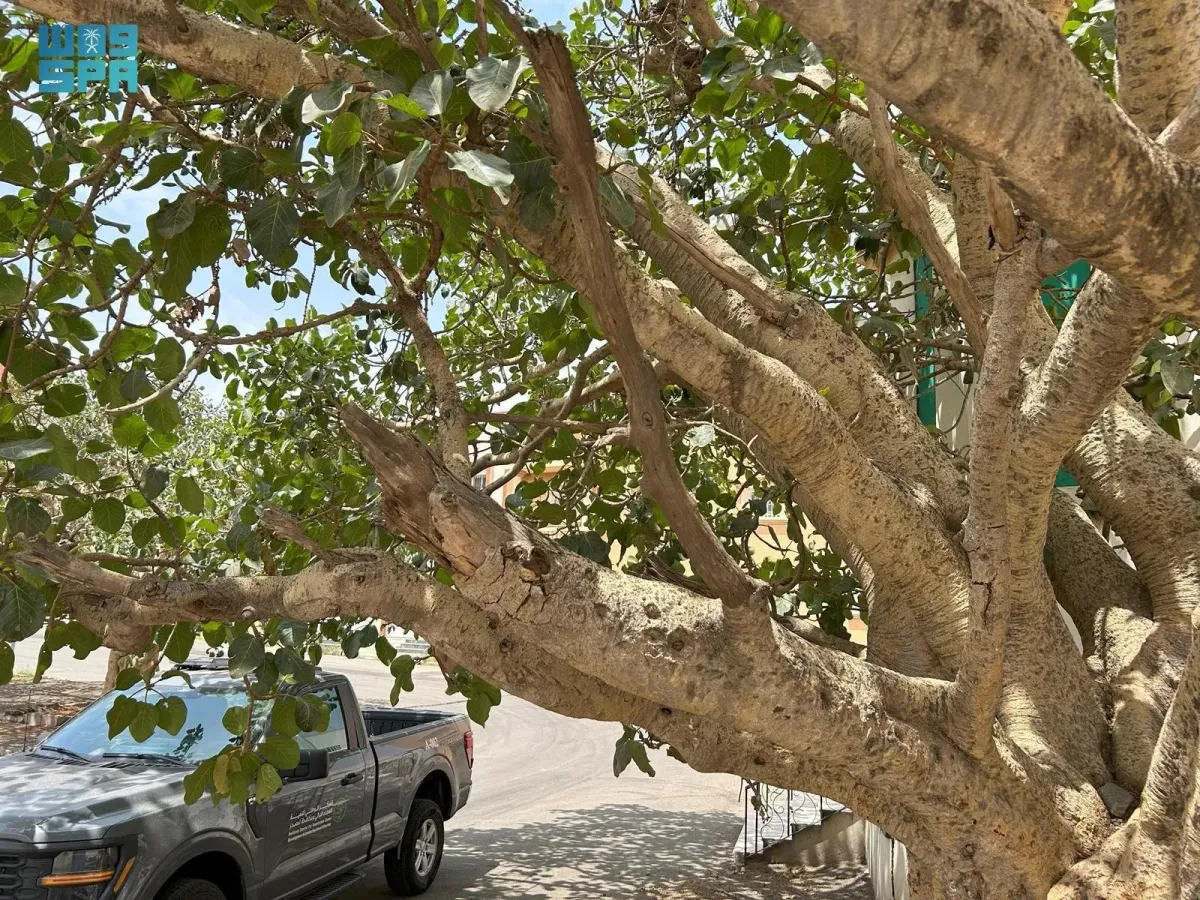 الغطاء النباتي