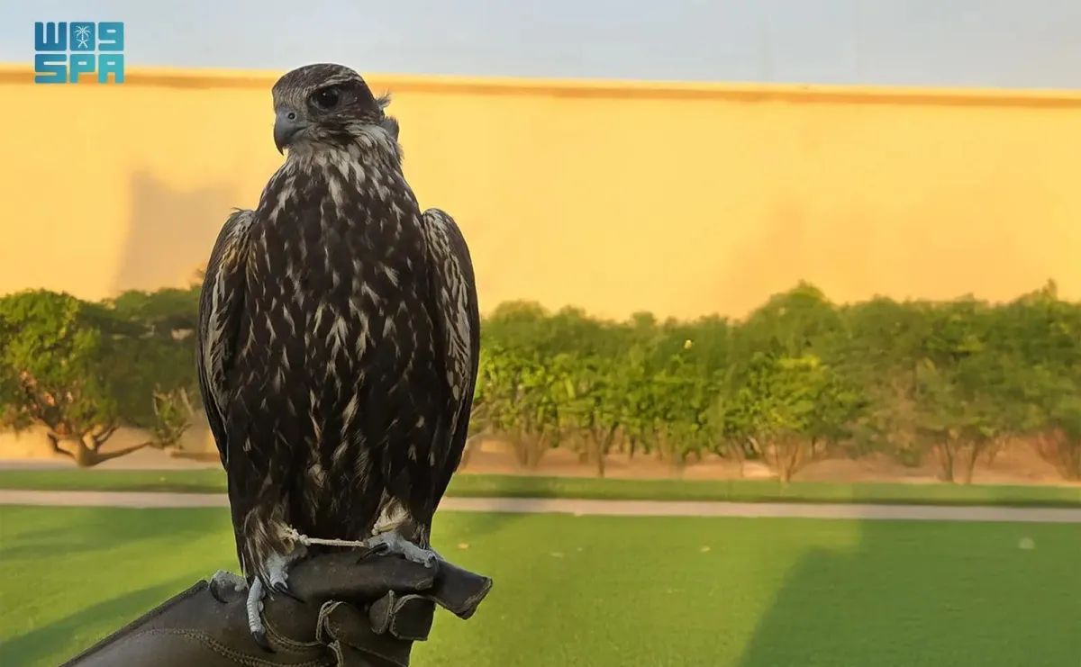 الصقور المنغولية - الصورة من وكالة الأنباء السعودية "واس"