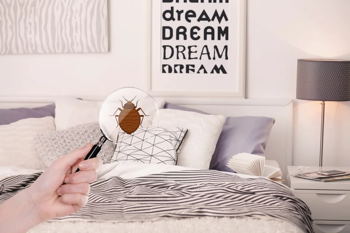 البحث عن حشرة بق الفراش