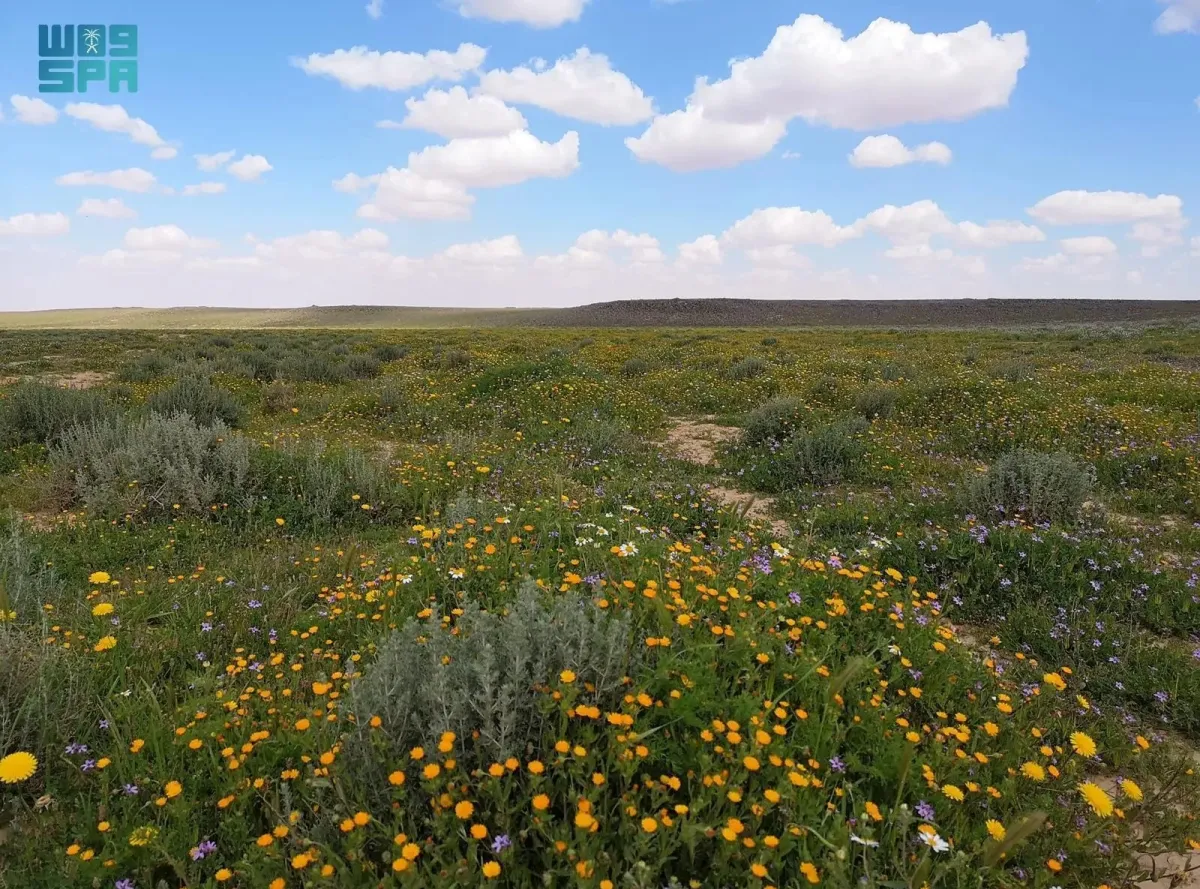 محمية الملك سلمان تُثمر عن غرس 4 ملايين شجرة - الصورة من وكالة الأنباء السعودية "واس"