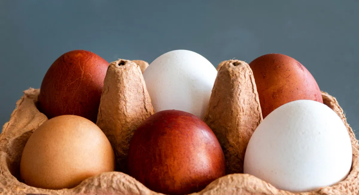 لا فرق بين البيض الأبيض و البني- المصدر: freepik