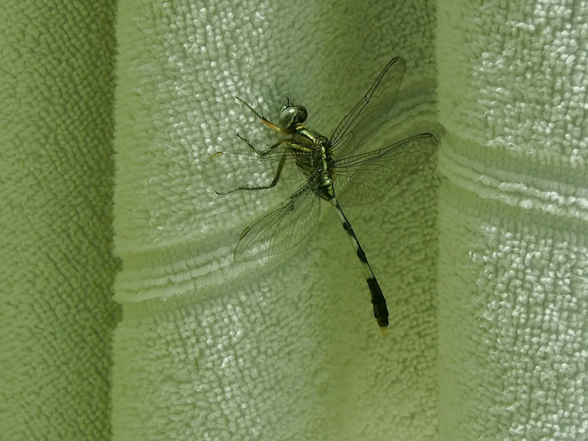 اليعسوب النحيل على منشفة في المنزل