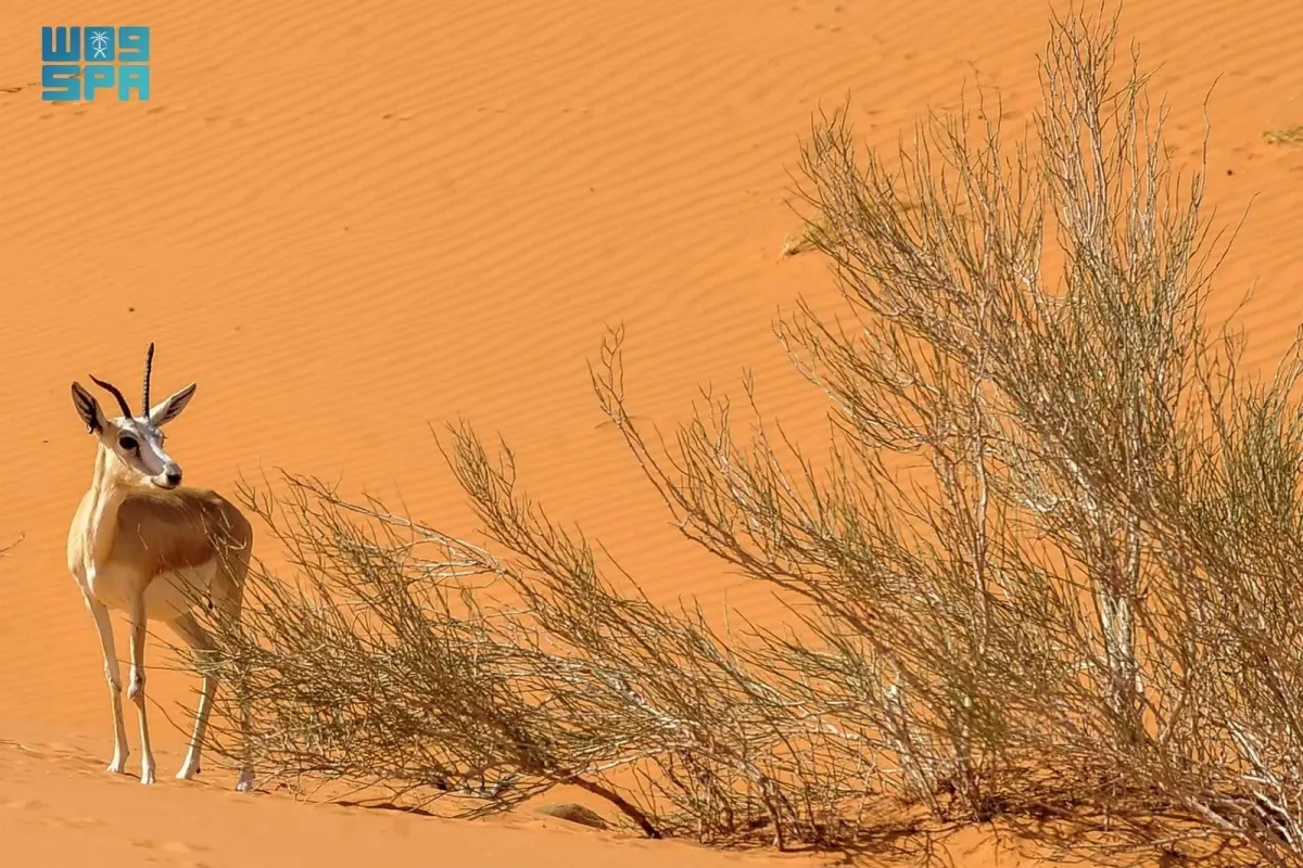 محمية عروق بني معارض - الصورة من وكالة الأنباء السعودية "واس"
