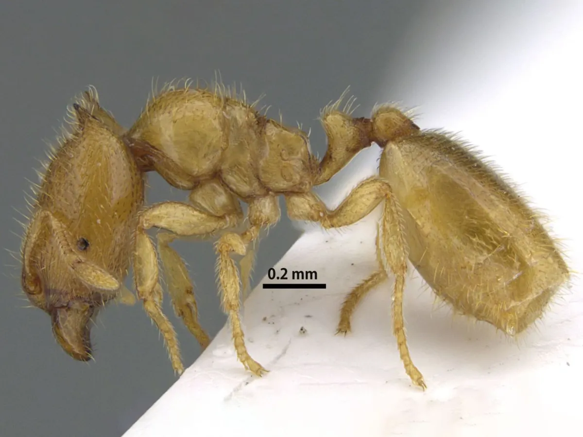 نملة الشارقة.. البيئة تعلن اكتشاف نوع نادر من النمل بالإمارات - الصورة من وكالة الأنباء الإماراتية "وام"