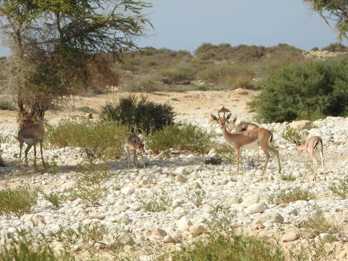 إحدى المحميات الطبيعية في سلطنة عمان. الصورة من وكالة الأنباء العمانية