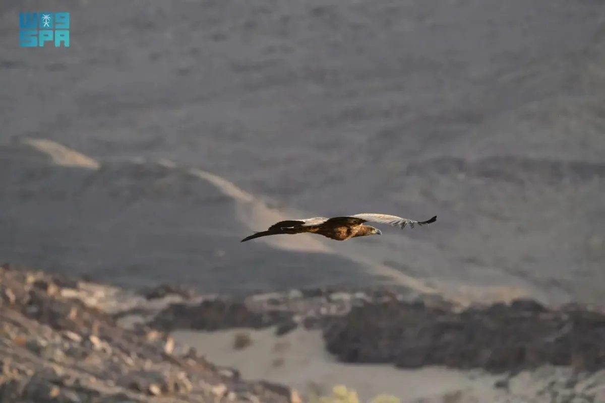 أول ظهور للنسر الأبيض الذيل في السعودية منذ 20 عامًا 