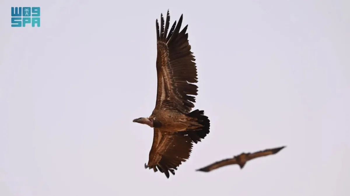 رصد نسر روبّل