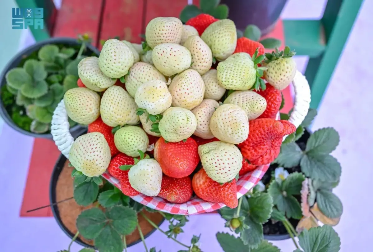 الفراولة البيضاء صنف نادر عالميًّا. الصورة من وكالة الأنباء السعودية "واس"