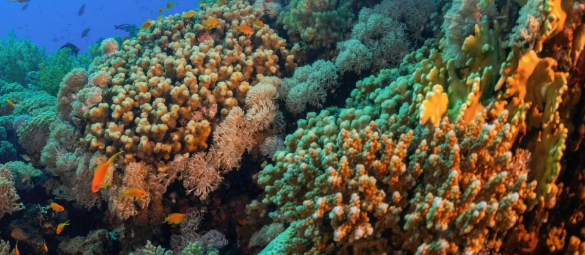 المملكة تستضيف القمة العالمية الأولى للشُّعب المرجانية نهاية العام الجاري ترسيخًا لريادتها الدولية في حماية النظم البيئية البحرية