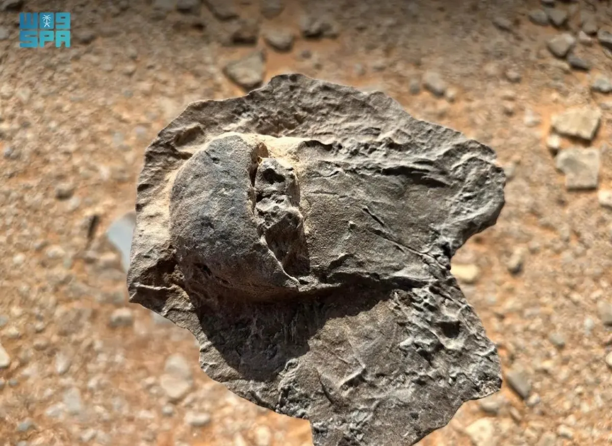 اكتشاف علمي لأحافير نادرة تعود إلى 465 مليون سنة بالعُلا - الصورة من وكالة الأنباء السعودية "واس"