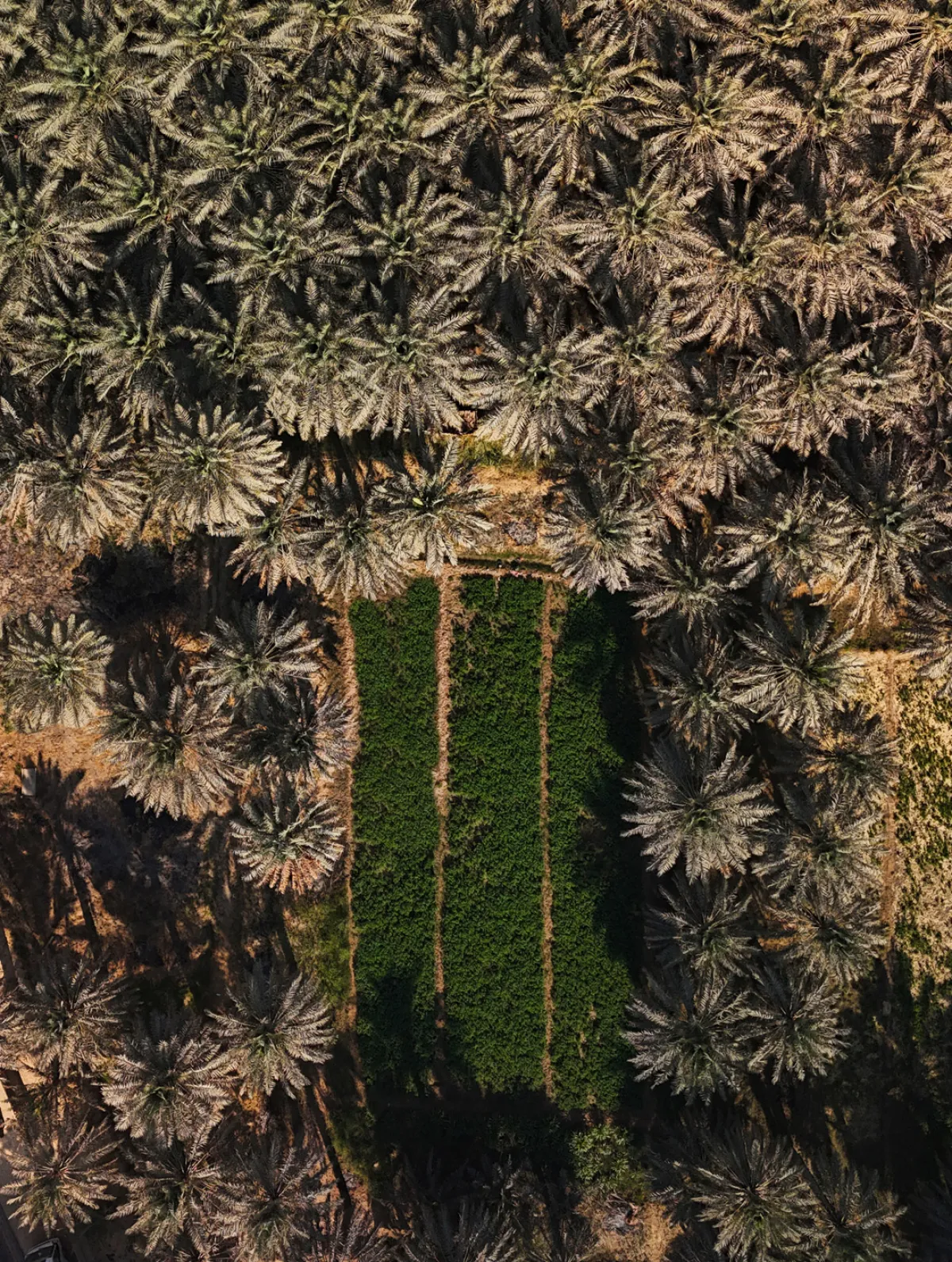 واحة الأحساء أكبر واحات النخيل الطبيعية في العالم، والمسجّلة ضمن قائمة التراث العالمي لليونسكو. (تصوير: لطيفة العجاجي Latifa Alajaji)