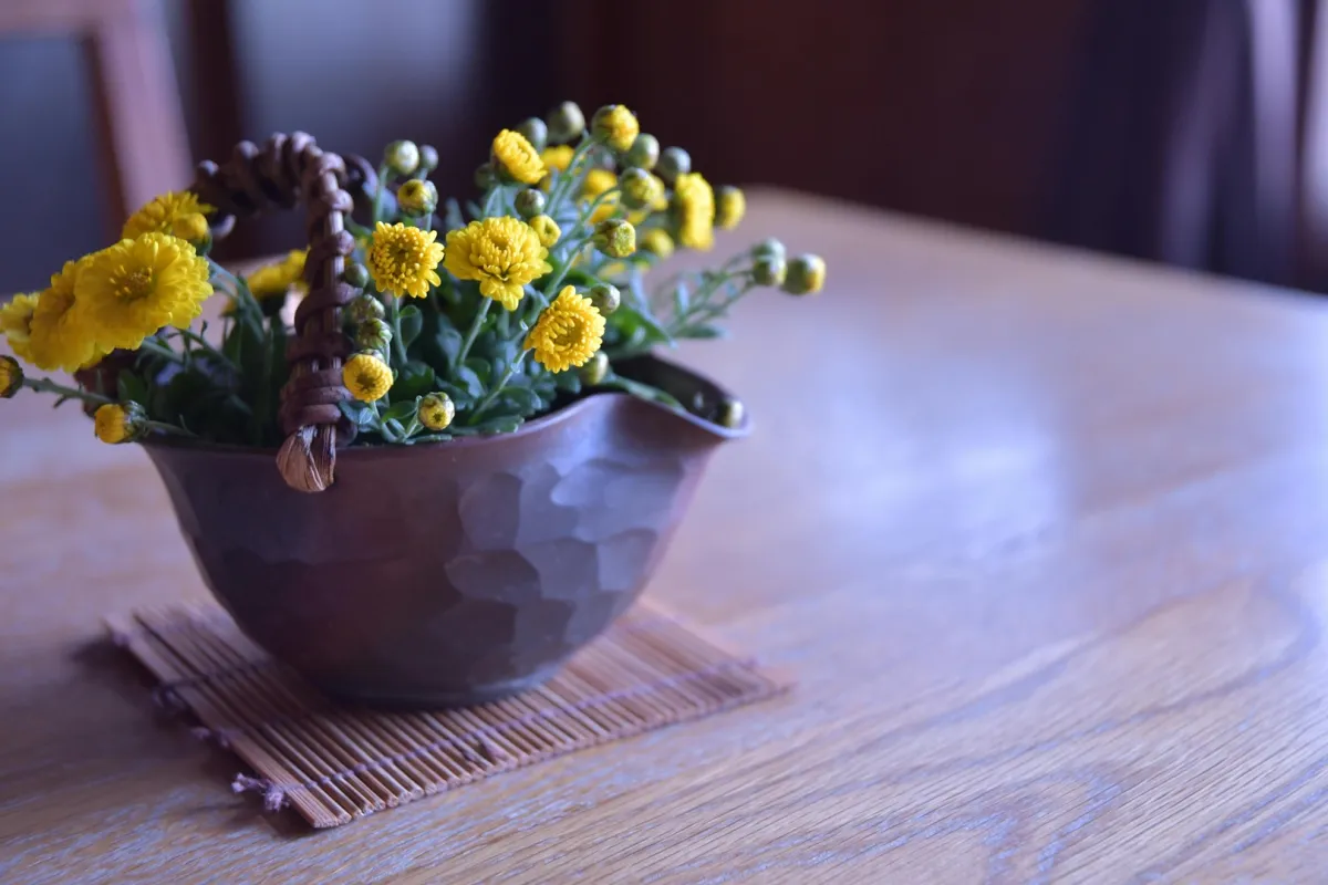 أزهار الأقحوان الصفراء