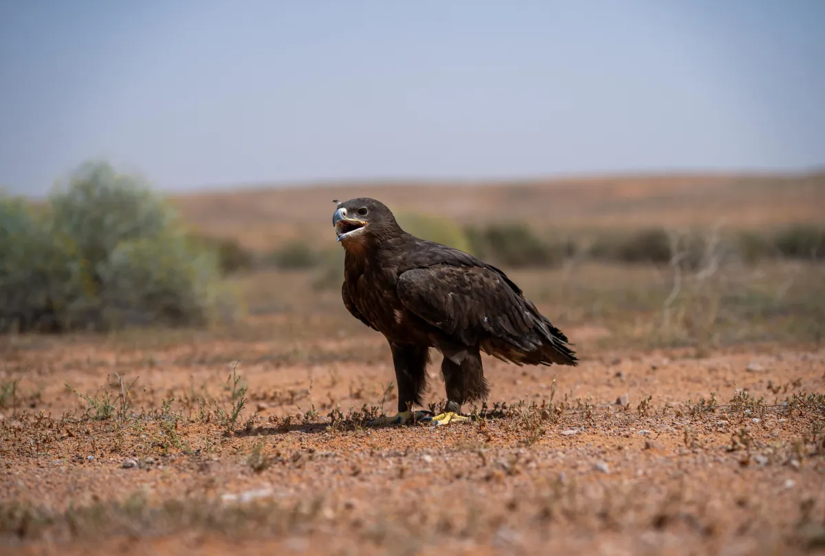 طير العقاب. الصورة من منصة الصور السعودية